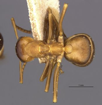 Media type: image;   Entomology 8886 Aspect: habitus dorsal view